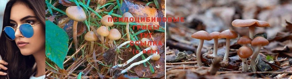 каннабис Богородицк